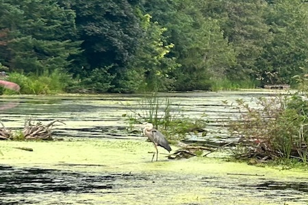 A photo of a bird on the lake